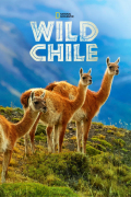 Wild Chile /img/poster/11652174.jpg